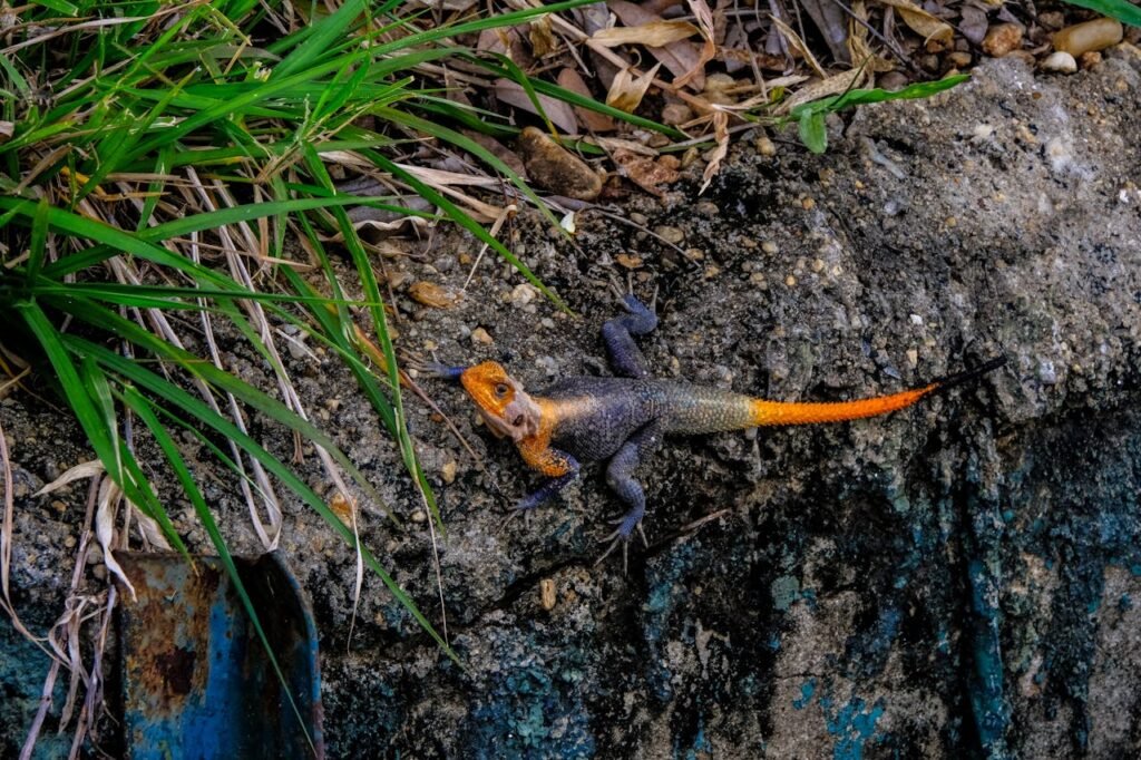 florida small lizards